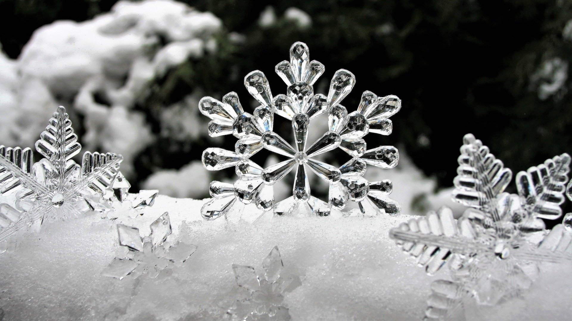  Eisstern im Schnee