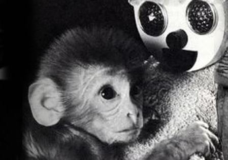 Affenjunges umarmt künstlichen Mutterersatz