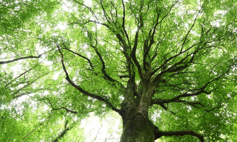 Looking up at a bright sky through a canopy of green leaves