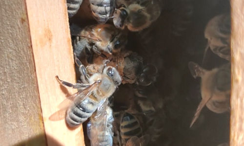Bienen von nah