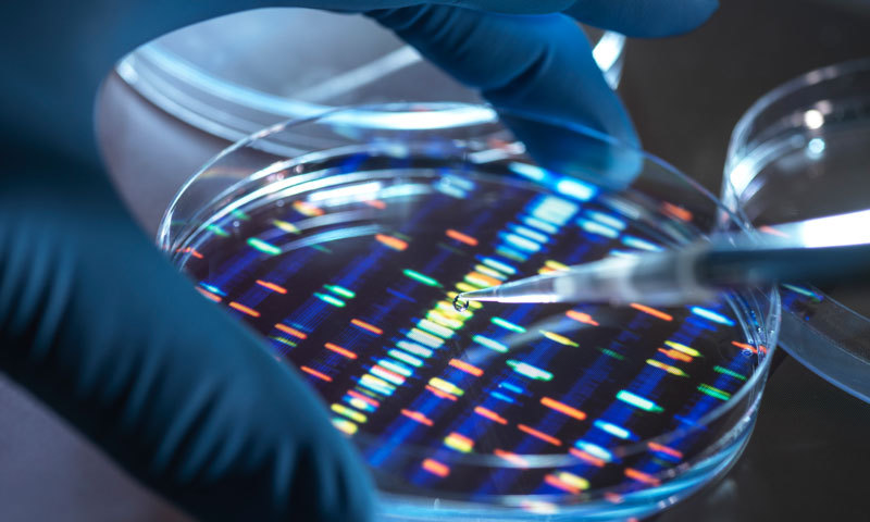 Stilisierte DNA-Probe in Laborschale