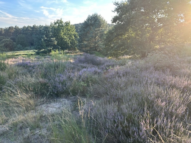 Wahner Heide