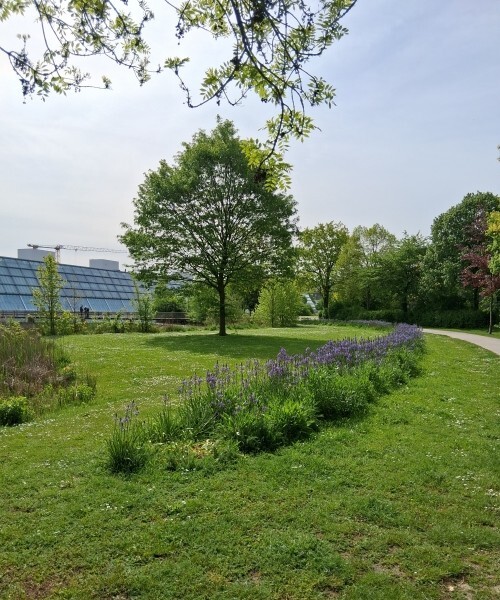 26052026-wiese-500x600